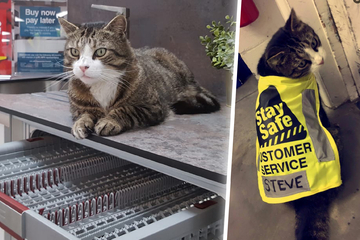 Beloved hardware store cat dies in tragic accident
