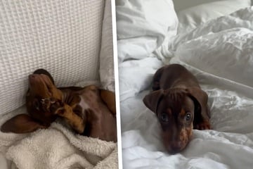A pupfluencer is born: Tiny Dachshund puppy has TikTok falling in love!