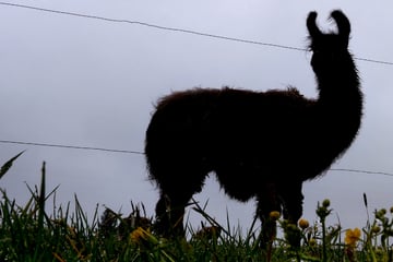 Drei Lamas büxen aus ihrem Gehege aus und verirren sich auf die Straße: Besitzer muss einschreiten