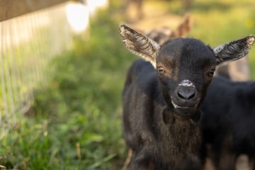 Tierischer Einsatz: Schwarze Lämmer liefern sich Verfolgungsjagd mit Polizei