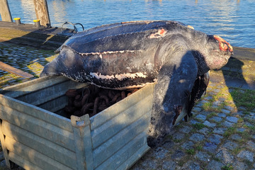 Rund 500 Kilo schwere tote Schildkröte aus Nordsee gezogen