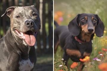 Pitbull und Dackel sind ihre Eltern: So zuckersüß sehen die Mix-Welpen aus!