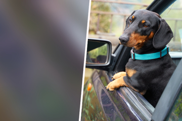Hund steckt in überhitztem Auto fest: Polizei greift zum letzten Mittel