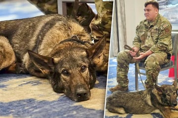 Emotionales Wiedersehen nach sechs Jahren: Hund Max findet neues Zuhause bei Ex-Soldaten