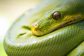 Besitzer setzt seine Schlangen achtlos aus: 14 Tiere erleiden schlimmen tod