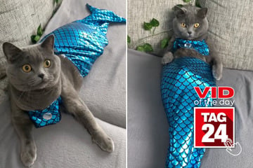 viral videos: Viral Video of the Day for March 14, 2025: Mermaid cat sways tail all the way to stardom!