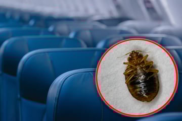 Nach Bettwanzen-Befall im Flugzeug: Familie fordert 200.000 Dollar Schadensersatz