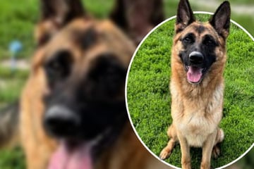 Schäferhündin nach Beißvorfall abgeschoben: Bekommt Blue eine zweite Chance?