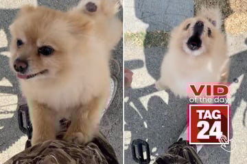 Viral Video of the Day for March 29, 2026: Pomeranian dog screams at man who tries to pet it