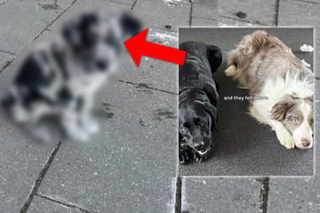 Border Collie und Labrador zeugen Nachwuchs: So sieht ihr Welpe aus