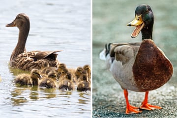 Want to feed the ducks? Try these tricks instead of bread