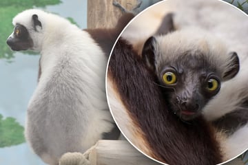 Zoo freut sich über "tanzende Affen": Deshalb ist dieses Kerlchen etwas ganz Besonderes