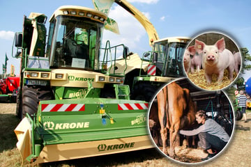 Sachsens Bauern öffnen ihre Höfe - dabei haben sie aktuell einige Sorgen