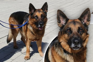 Schäferhund aus dem Bilderbuch: Das sagen die Tierpfleger über Milou