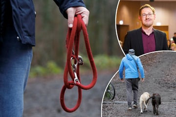 Dresden: Viele Besitzer lassen ihren Hunden freien Lauf: Verwirrung um Leinenpflicht in Dresdner Heide