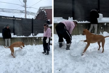Pärchen will Schneemann bauen, doch Hund hat andere Pläne