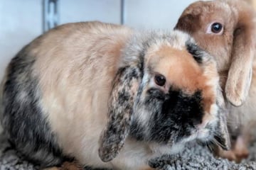 Kaninchen im Wald ausgesetzt, doch zum Glück kommt ein Hund vorbei