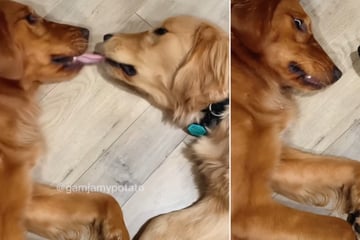 Erster Kuss zwischen zwei Golden Retrievern geht schief: Die Reaktion des Älteren ist zum totlachen!