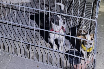 Tierretter sind fassungslos: Hunde-Paar in dreckigem Verschlag auf 1,5 Quadratmetern eingesperrt