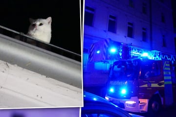 Tierrettung mal anders: Süße Katzendame Lulu trickst die Feuerwehr aus