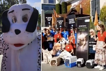 Berlin: Berliner Tierheim am Limit: Protest mit Katzenmaske vor dem Bundeskanzleramt