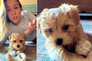 The puppy is left alone with the camera: what the dog does next is laugh!