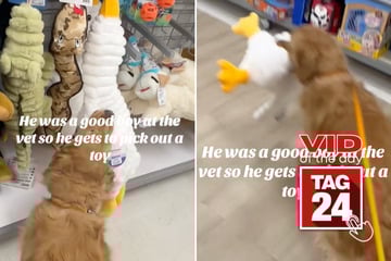 Viral Video of the Day for March 21, 2026: Golden retriever gets to pick out new toy after vet visit
