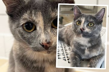 Schwerer Start ins Leben: Bildschöne Amara wartet im Tierheim auf ihre Menschen