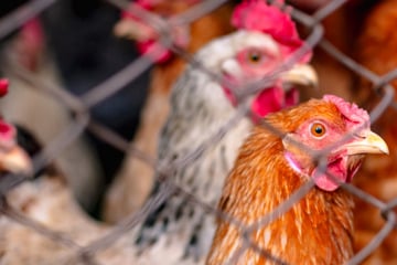 Horror transport stopped: poultry crushed to death, carcass on loading area