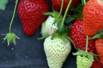 Ein leichter Trick gibt Aufschluss: Wenn in der Erdbeere der Wurm steckt