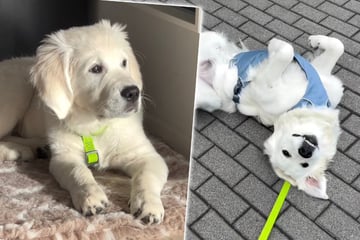 Golden Retriever stirbt mit nur vier Jahren: Bei neuem Hund macht Besitzerin alles anders