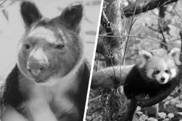 Doppelter Verlust: Tierpark Berlin trauert um zwei Bewohner