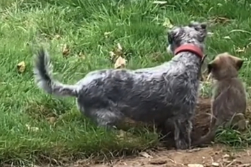 Frau entdeckt Hund und neuen Welpen im Garten: Was sie dann mitansehen muss, schockiert
