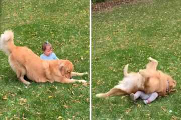 Medic! Dog's adorably overexcited reaction to giggling toddler goes viral