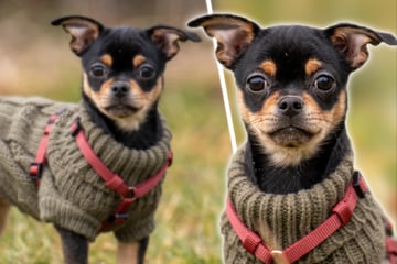 Zuckerschock-Alarm: Wer schenkt dem kleinen Filou ein echtes Hundeleben?