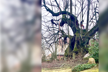 Tausend Jahre alt: Sachsens ältester Baum muss zum Frisör
