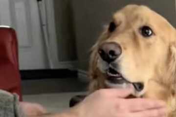 Dog is flabbergasted when his owner pulls off this silly prank: "My human is broken"