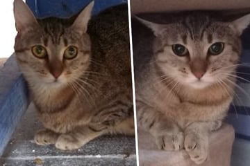 Verwilderte Hauskatze bei Einfangaktion entdeckt: Was wird jetzt aus der süßen Perdita?