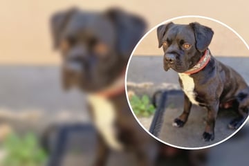 Aussehen passt nicht immer zu seinem Verhalten: Warum Tierheim-Hund Boby besondere Menschen braucht