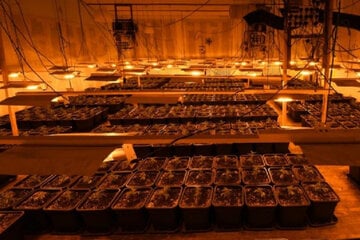 In alter Gaststätte versteckt: Polizei entdeckt illegale Cannabisplantage