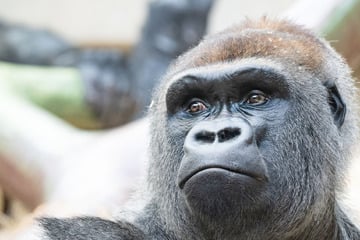 Trauriger Vorfall im Affengehege: Gorilla-Baby von eigenem Papa totgebissen