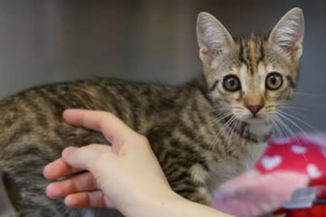 Kleine Katze sucht großes Glück: Wer schenkt der jungen Svea ein Zuhause?