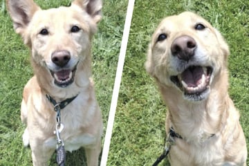 Mit ihm wird's nicht langweilig! Wer will Wirbelwind Django Liebe geben?