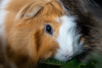 Können Meerschweinchen im Dunkeln sehen?