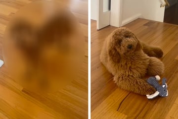 Herrchen bringt Rüden zum Hundefriseur: Als er ihn wiedersieht, trifft ihn der Schlag