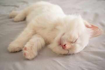 Cats prefer to sleep on their left side for this fascinating scientific reason
