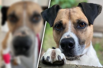 Hochintelligenter Hund feiert trauriges Jubiläum: Laiko sitzt seit 7 Jahren im Tierheim