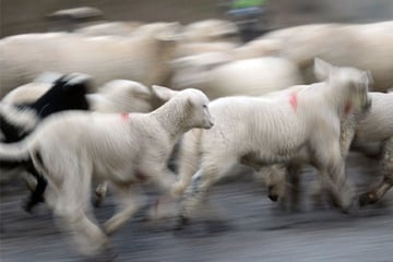 Schockfund auf Weide in Region Stuttgart: Täter töten und enthaupten Schaf