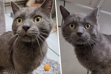 Tierheim-Kater mit Promi-Namen sucht neues Zuhause, doch nicht jeder kommt infrage