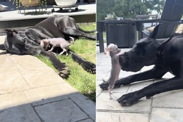 Great Dane's reaction to new Chihuahua sibling delights millions
